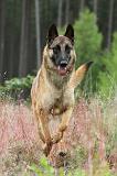 MALINOIS 520